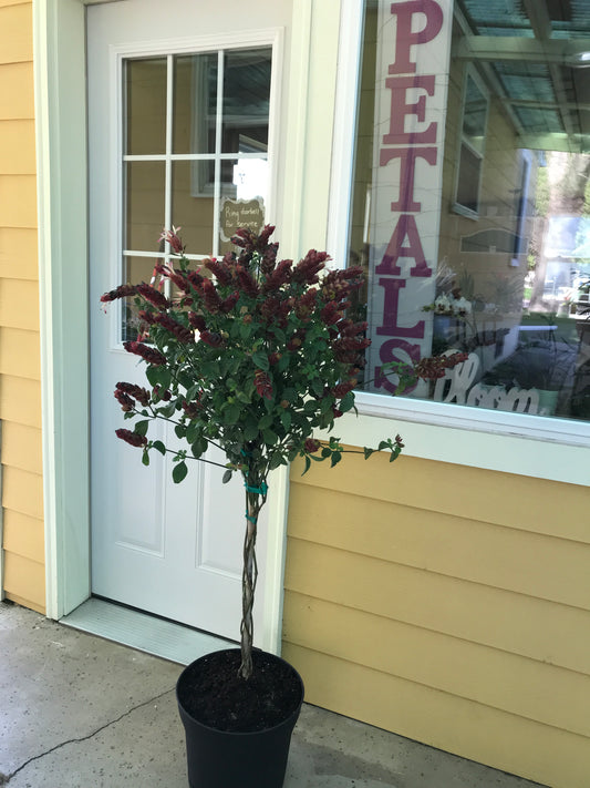 Braided Shrimp Tree (Patio)