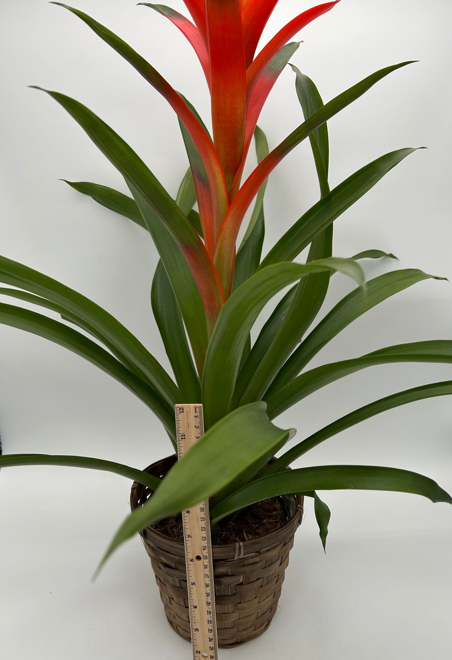 6" Bromeliad -Orange