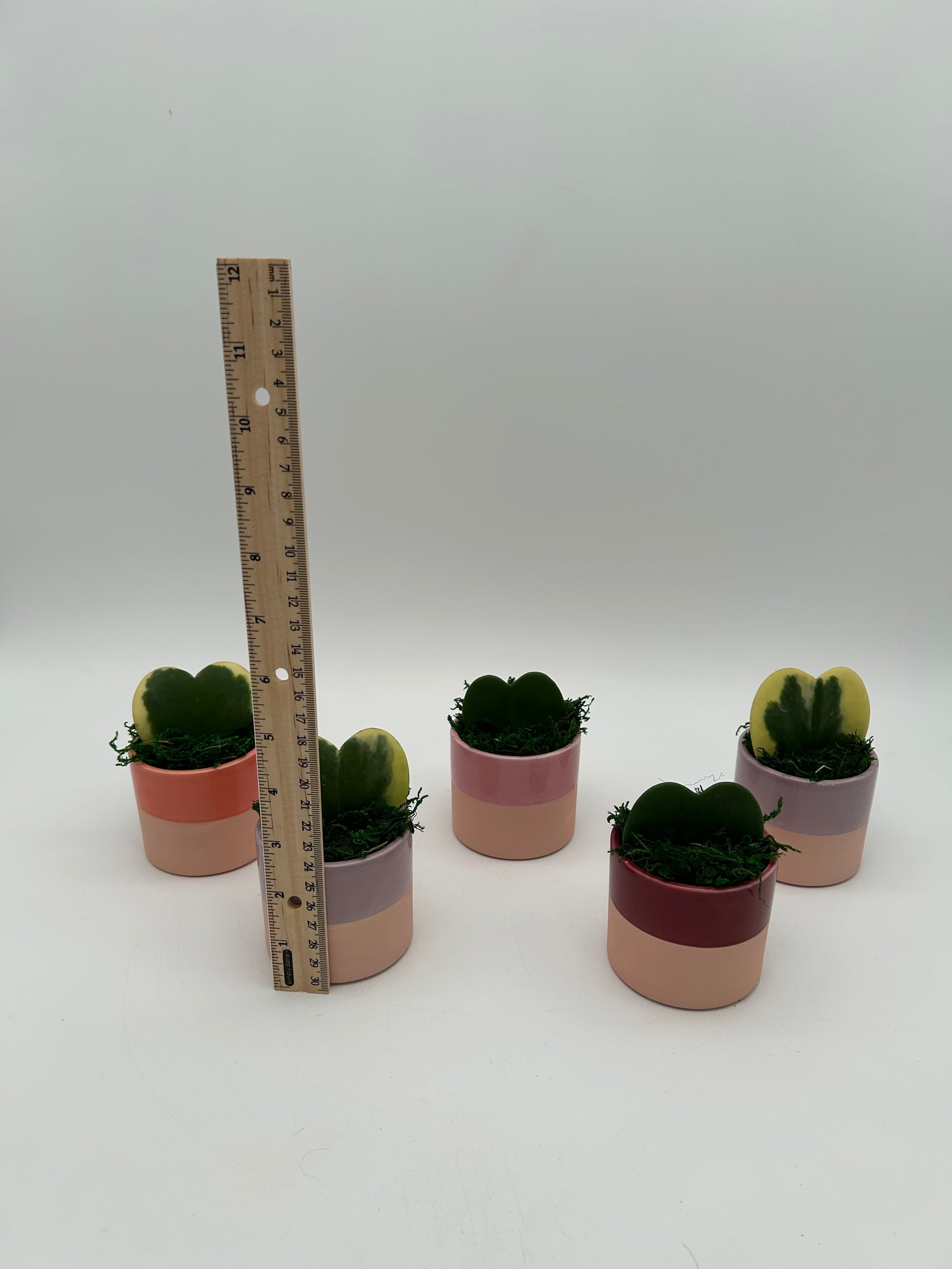 3" Mini Hoya Heart Ceramic