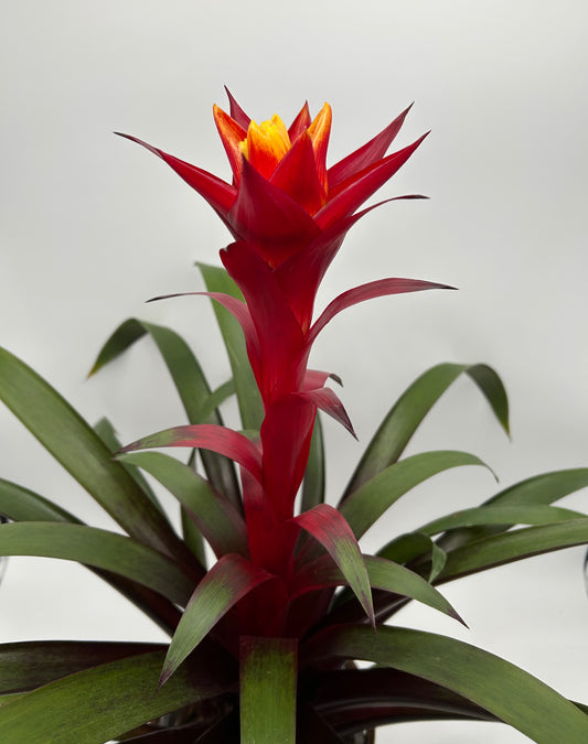 6" Bromeliad -Red with Yellow
