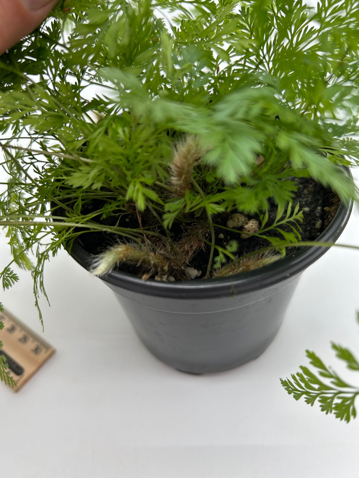 4" Rabbit Foot Fern