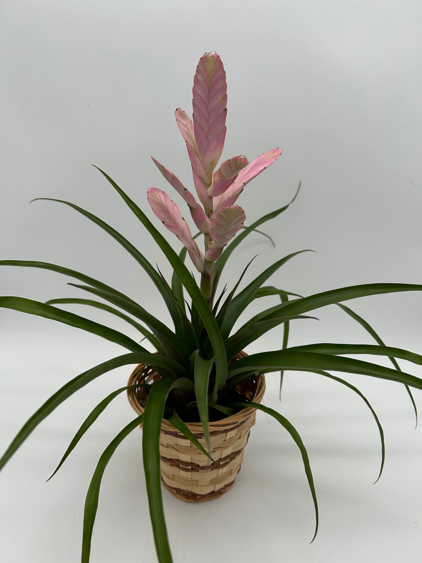 4" Bromeliad- Lavender
