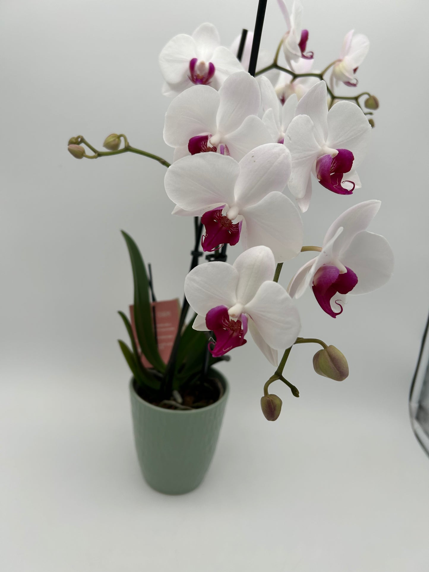 Orchid in Ceramic Pot