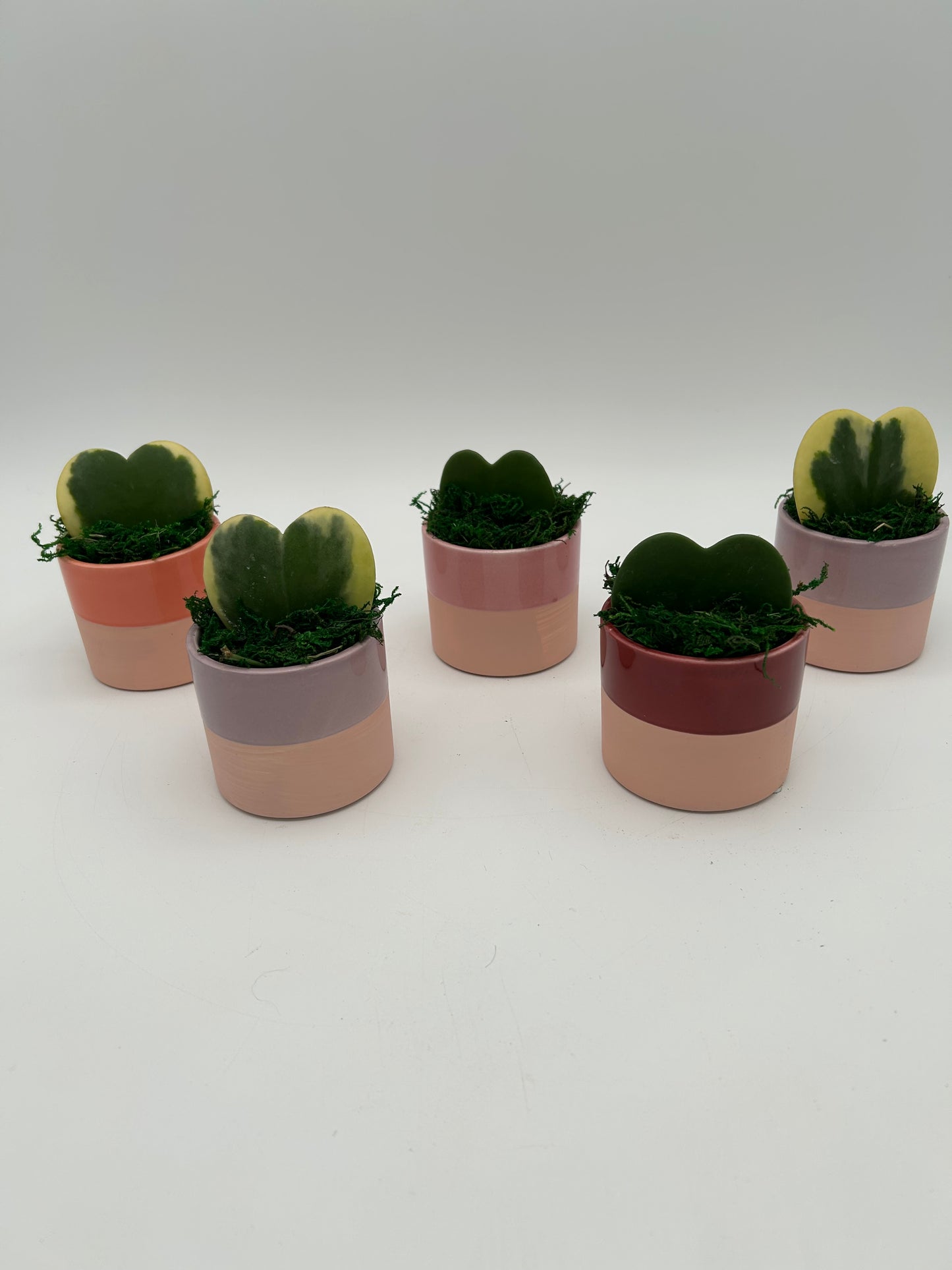 3" Mini Hoya Heart Ceramic