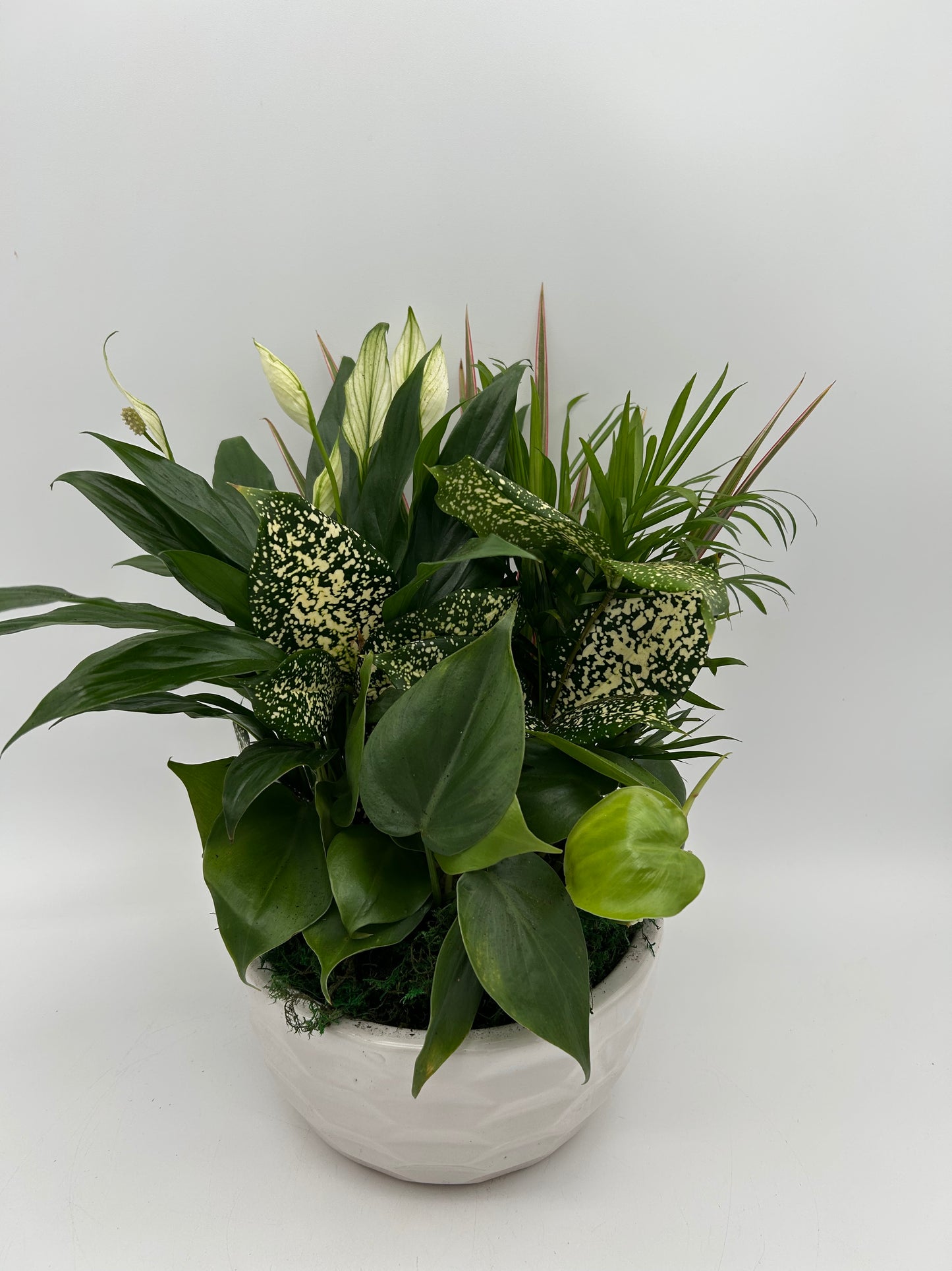 8" Dish Garden - Ceramic