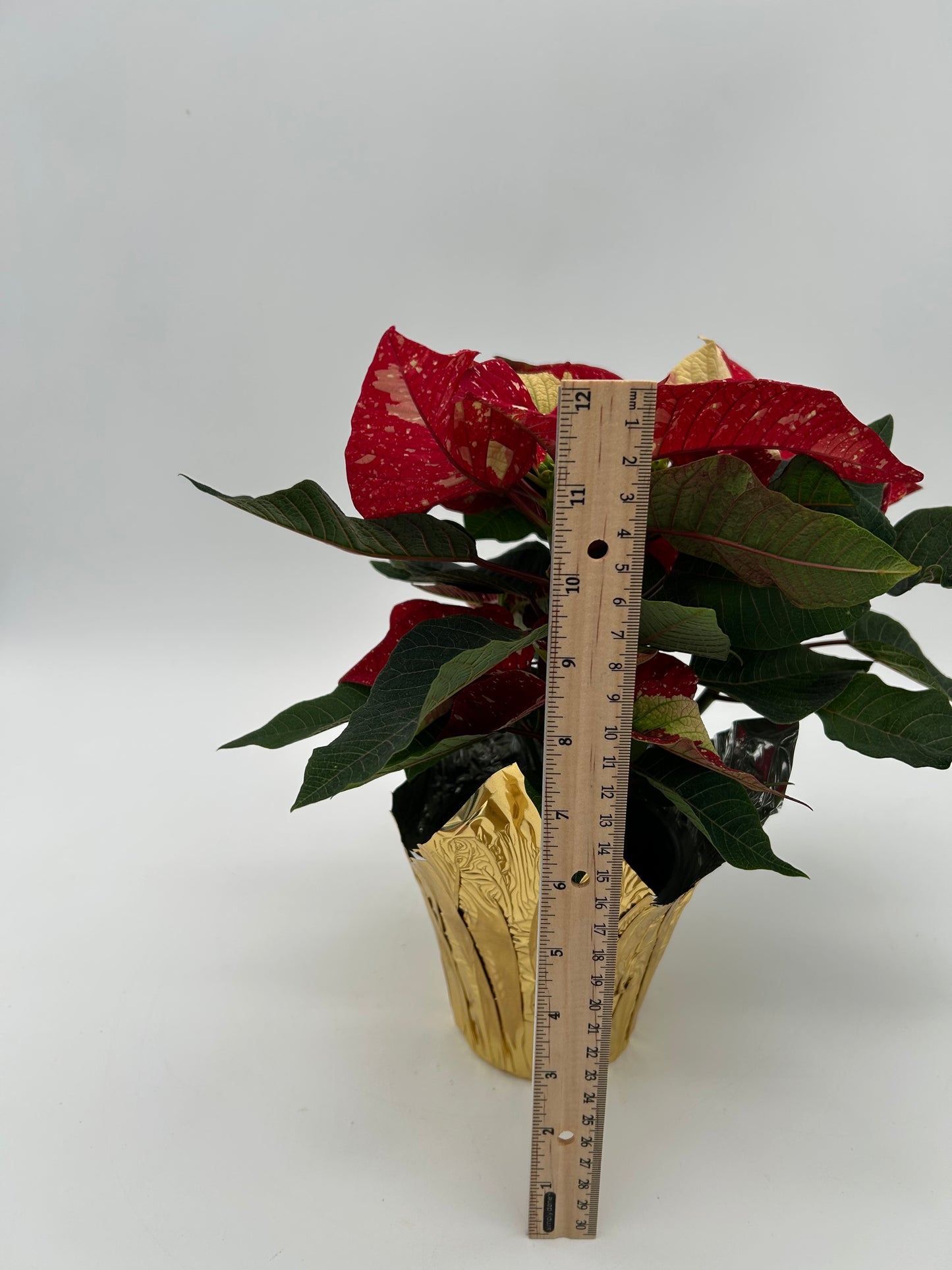 4.5" Poinsettia - Speckled Red