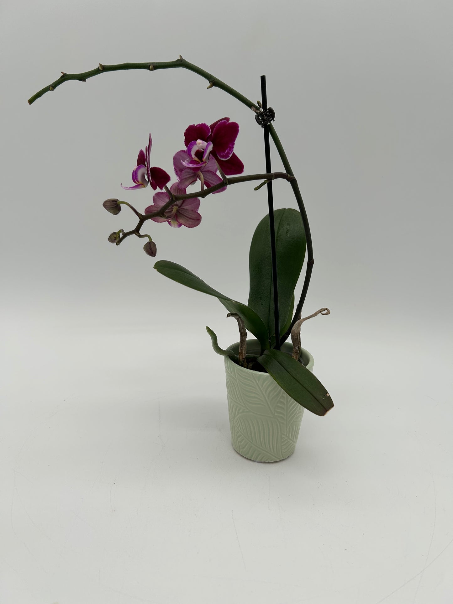 2.5” Orchid