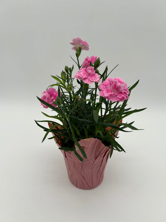 4" Carnation-Pink