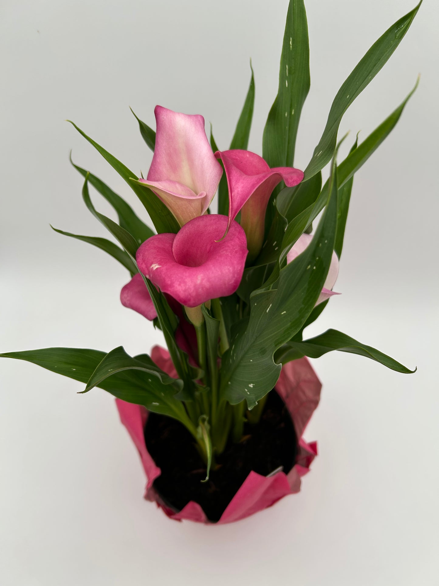 6" Calla Lily - Pink