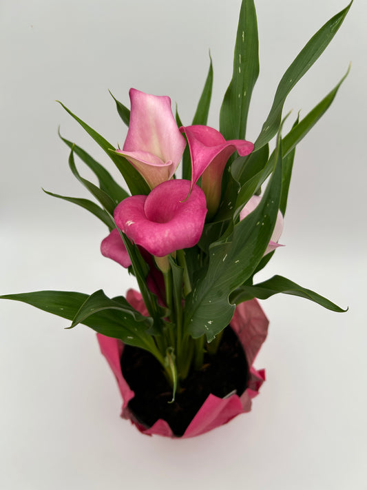 6" Calla Lily - Pink