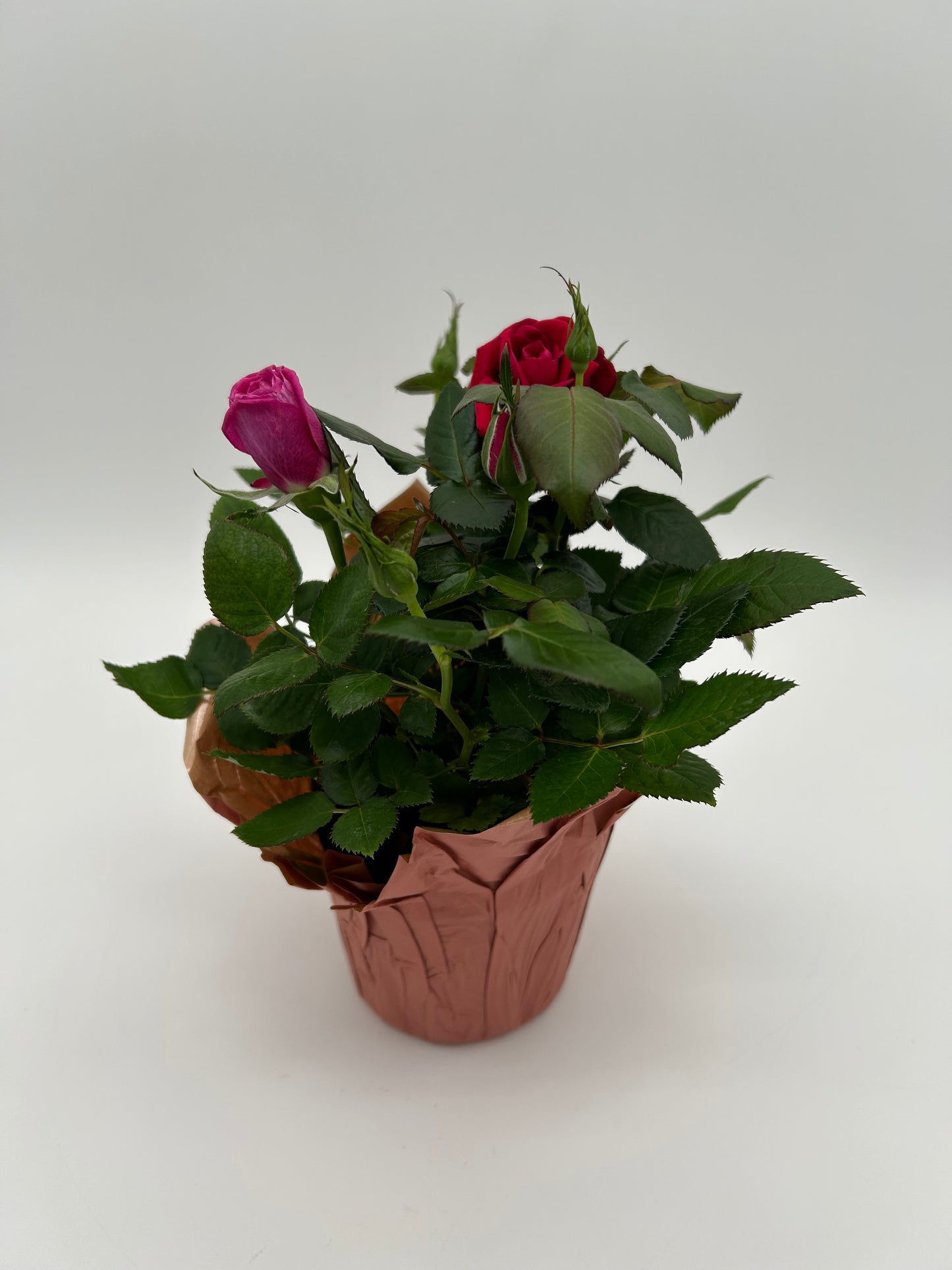 4" Rose Bush