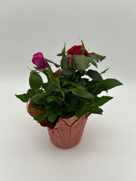 4" Rose Bush