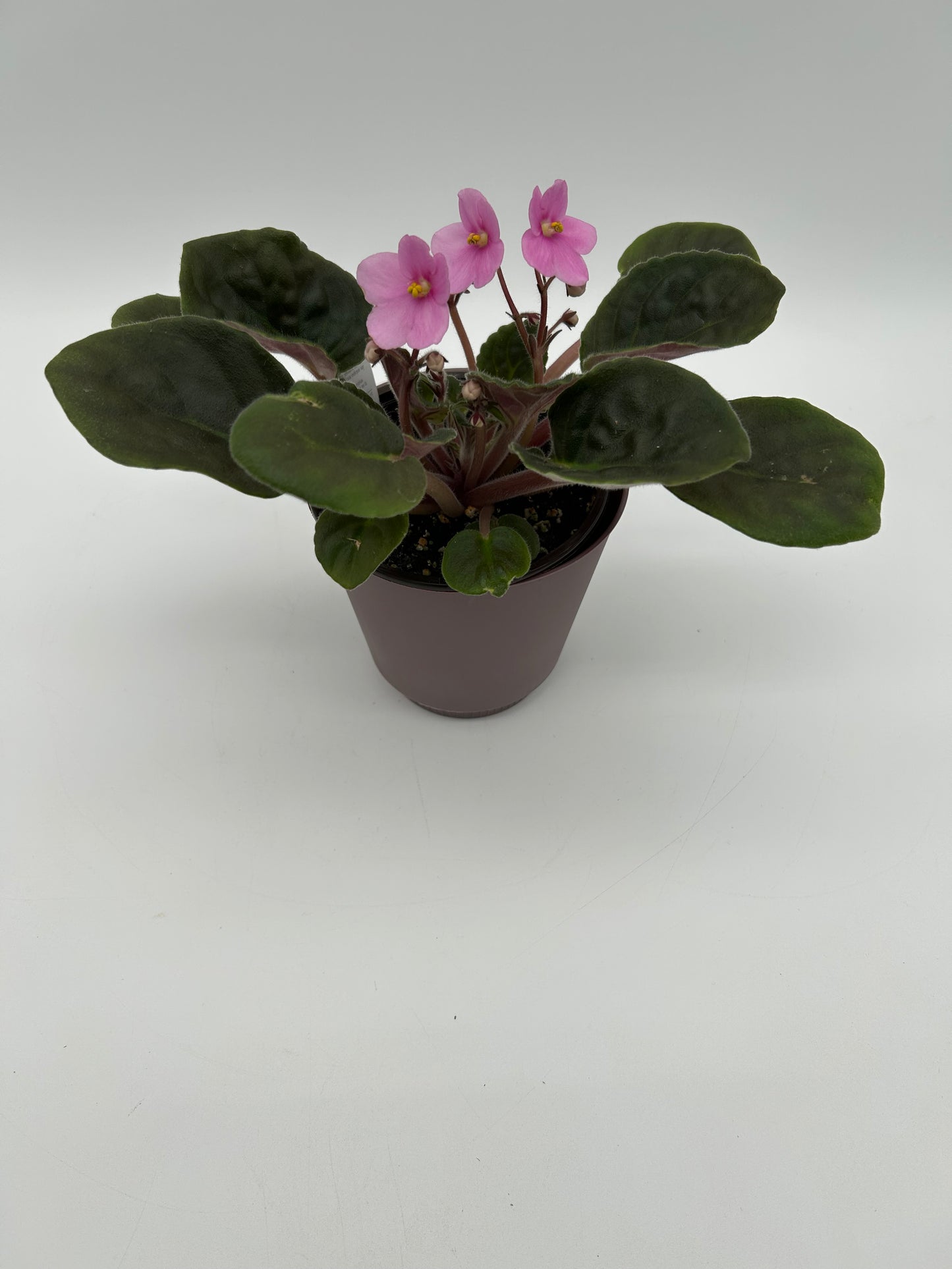 African Violet- Light Pink
