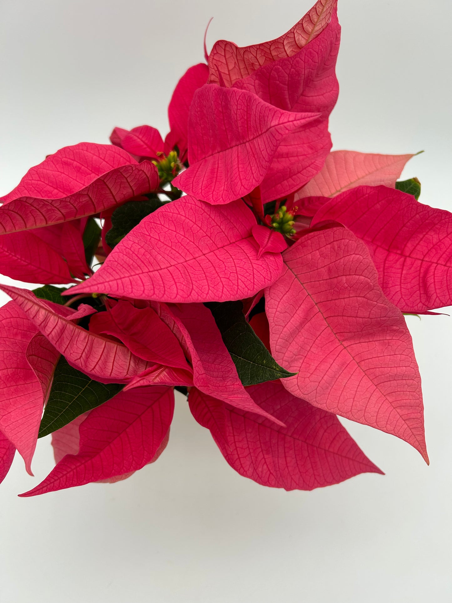 4.5" Poinsettia - Pink