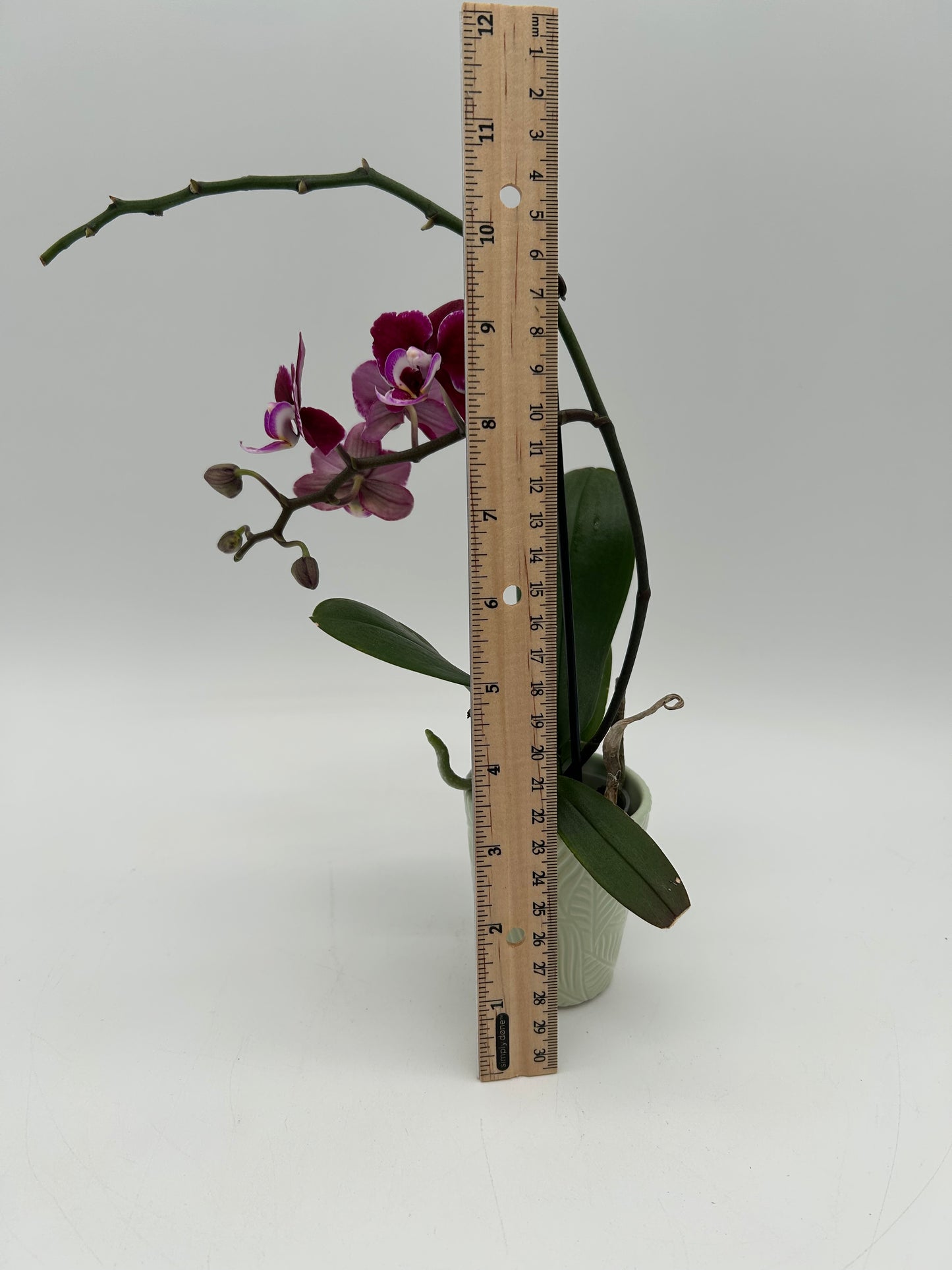 2.5” Orchid