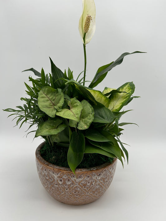 8" Dish Garden - Ceramic