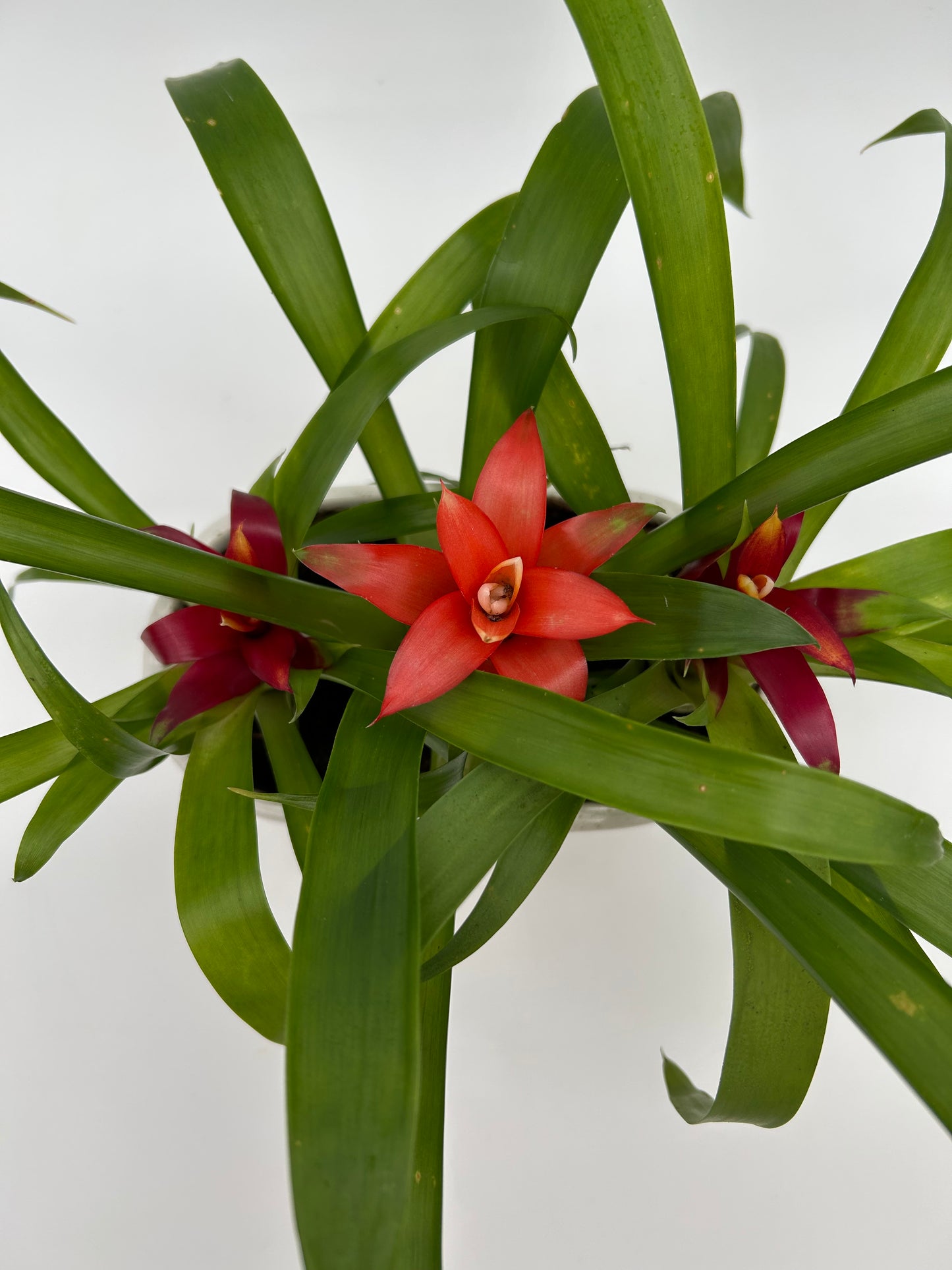 Bromeliad Garden - Oval Ceramic