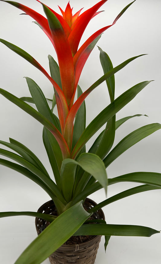 6" Bromeliad -Orange