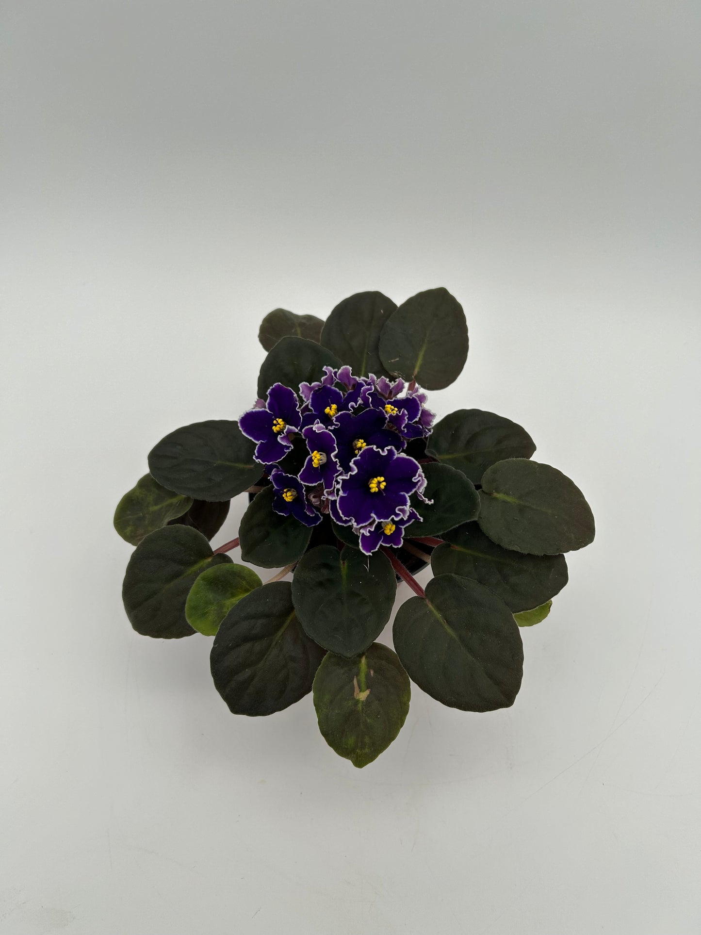 African Violet- Deep Purple