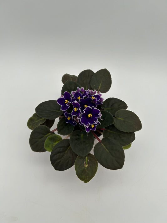 African Violet- Deep Purple
