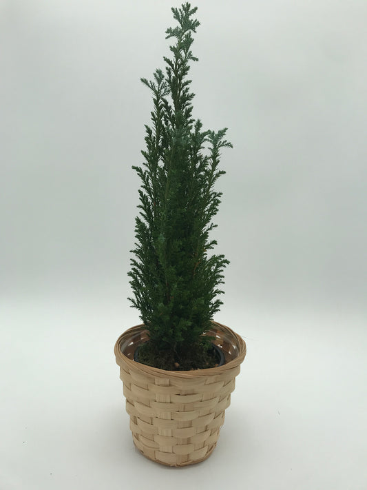 4" Cypress Evergreen