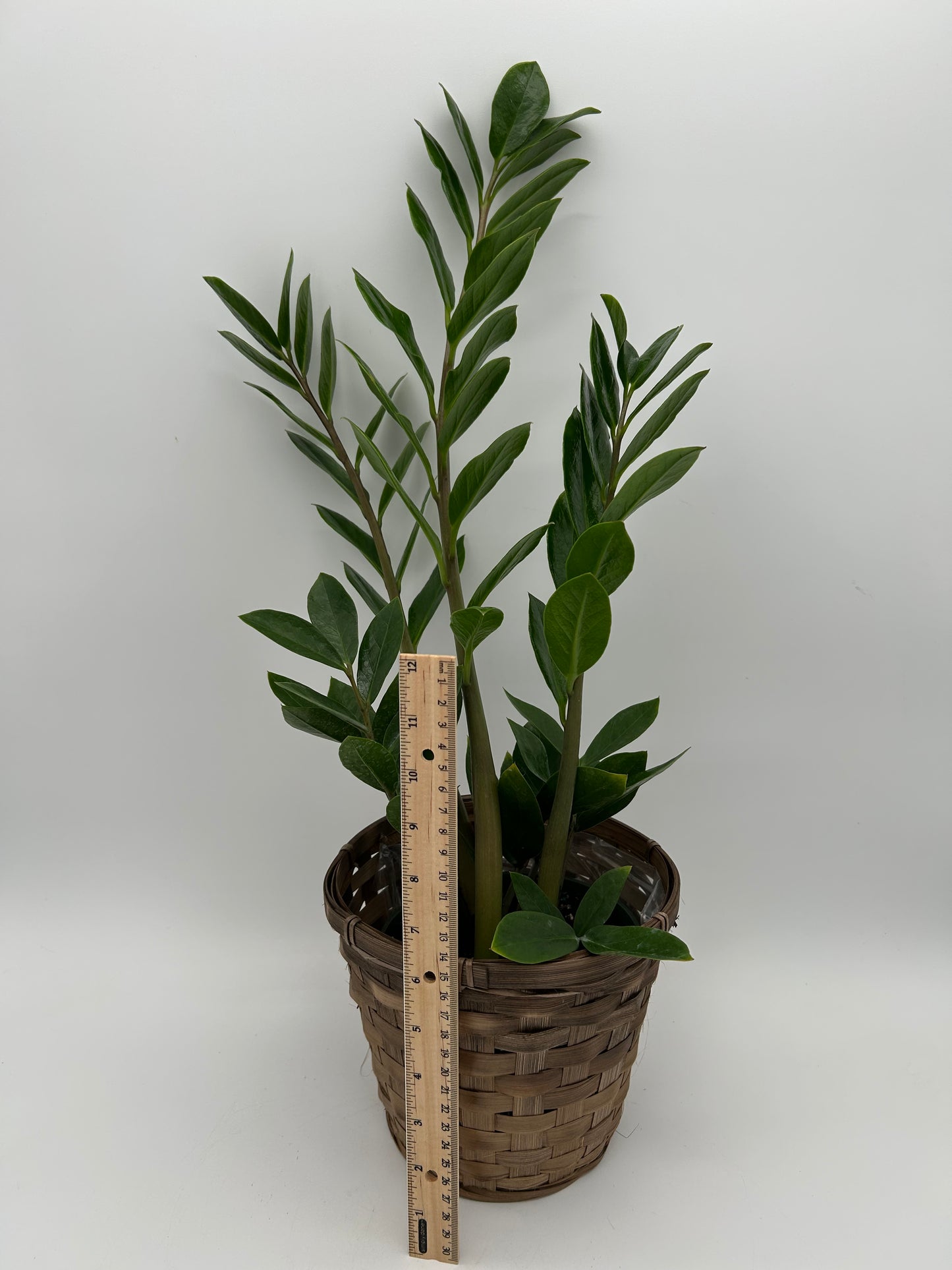 6" ZZ Plant