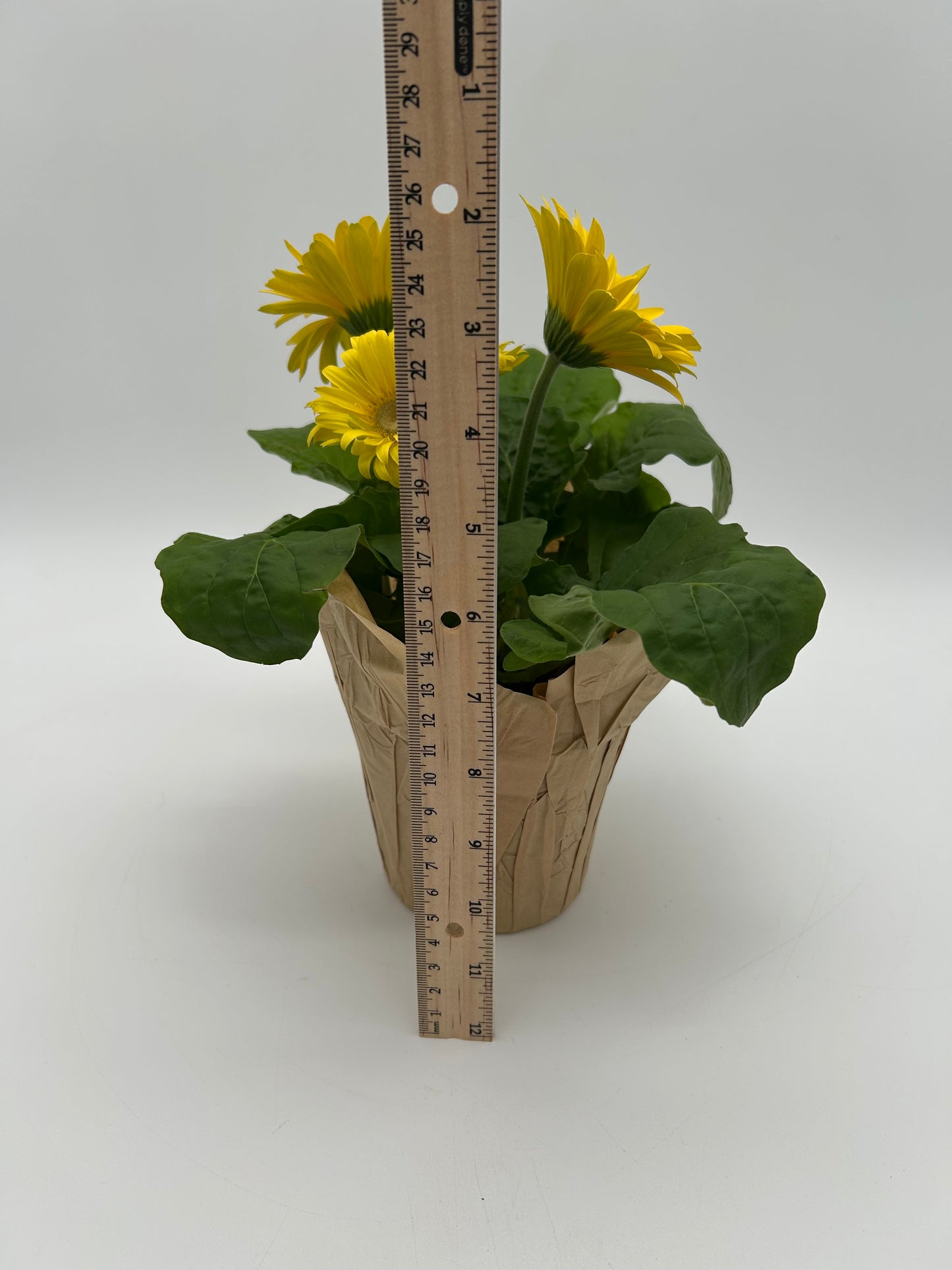 4"Gerbera Daisy -Yellow