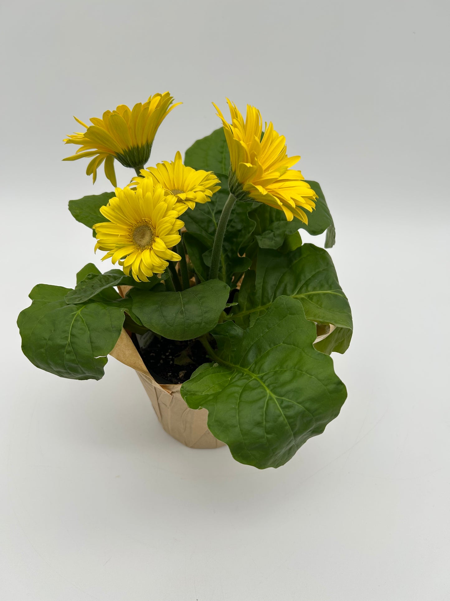 4"Gerbera Daisy -Yellow