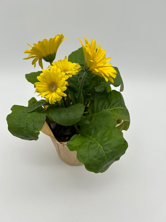 4"Gerbera Daisy -Yellow