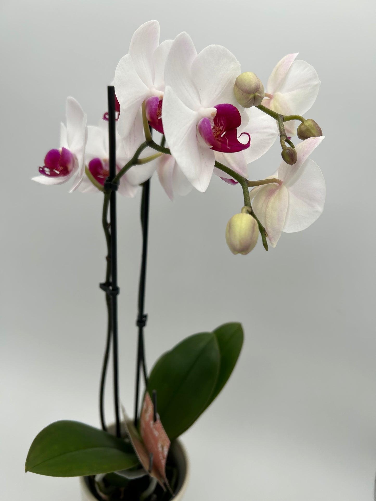 Orchid in Ceramic Pot