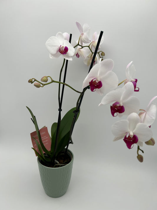 Orchid in Ceramic Pot
