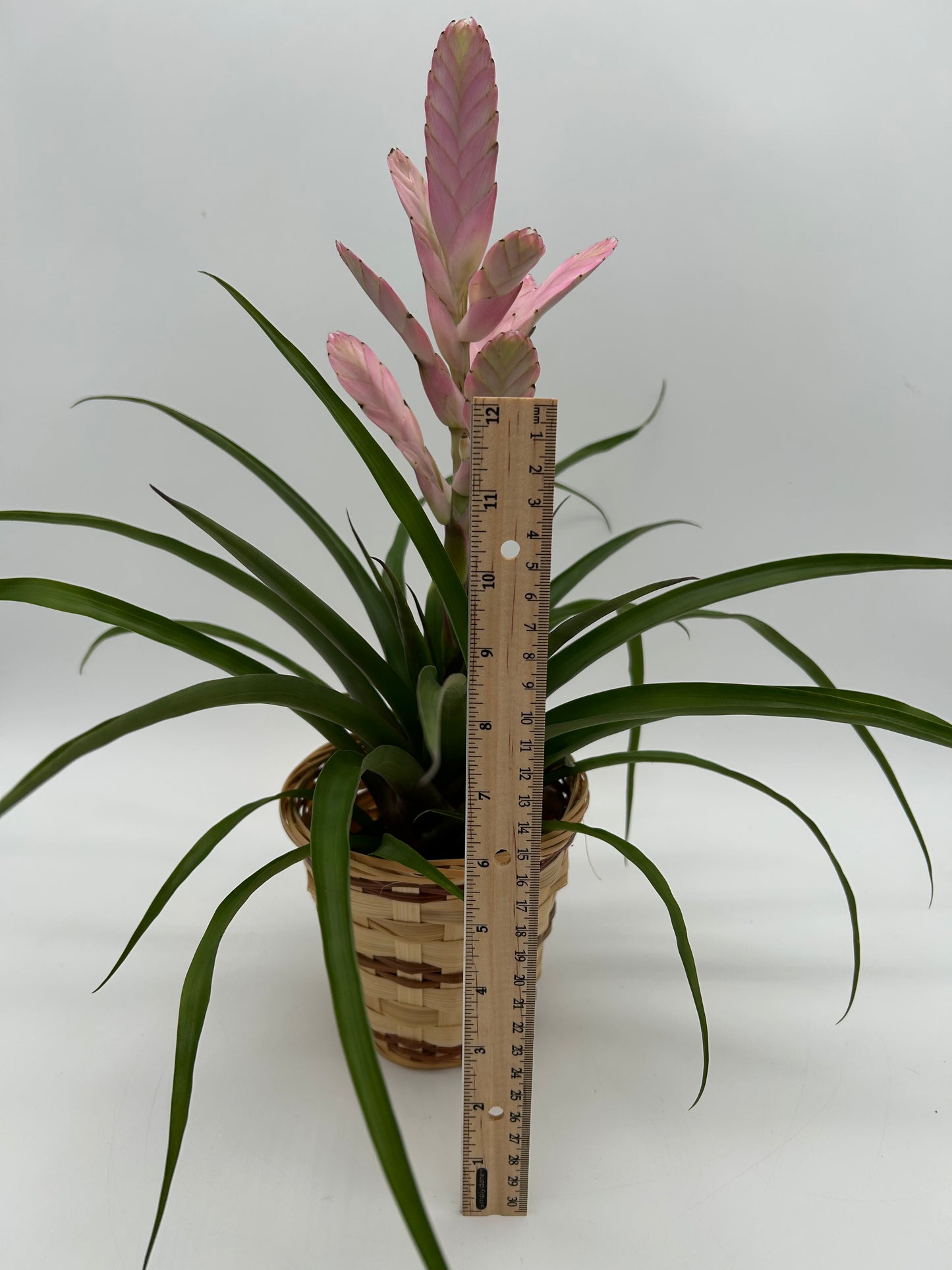 4" Bromeliad- Lavender