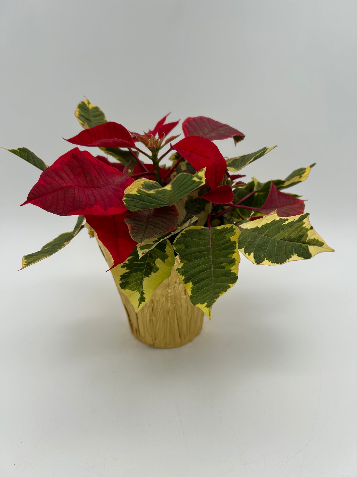 4.5" Poinsettia - Tapestry Red