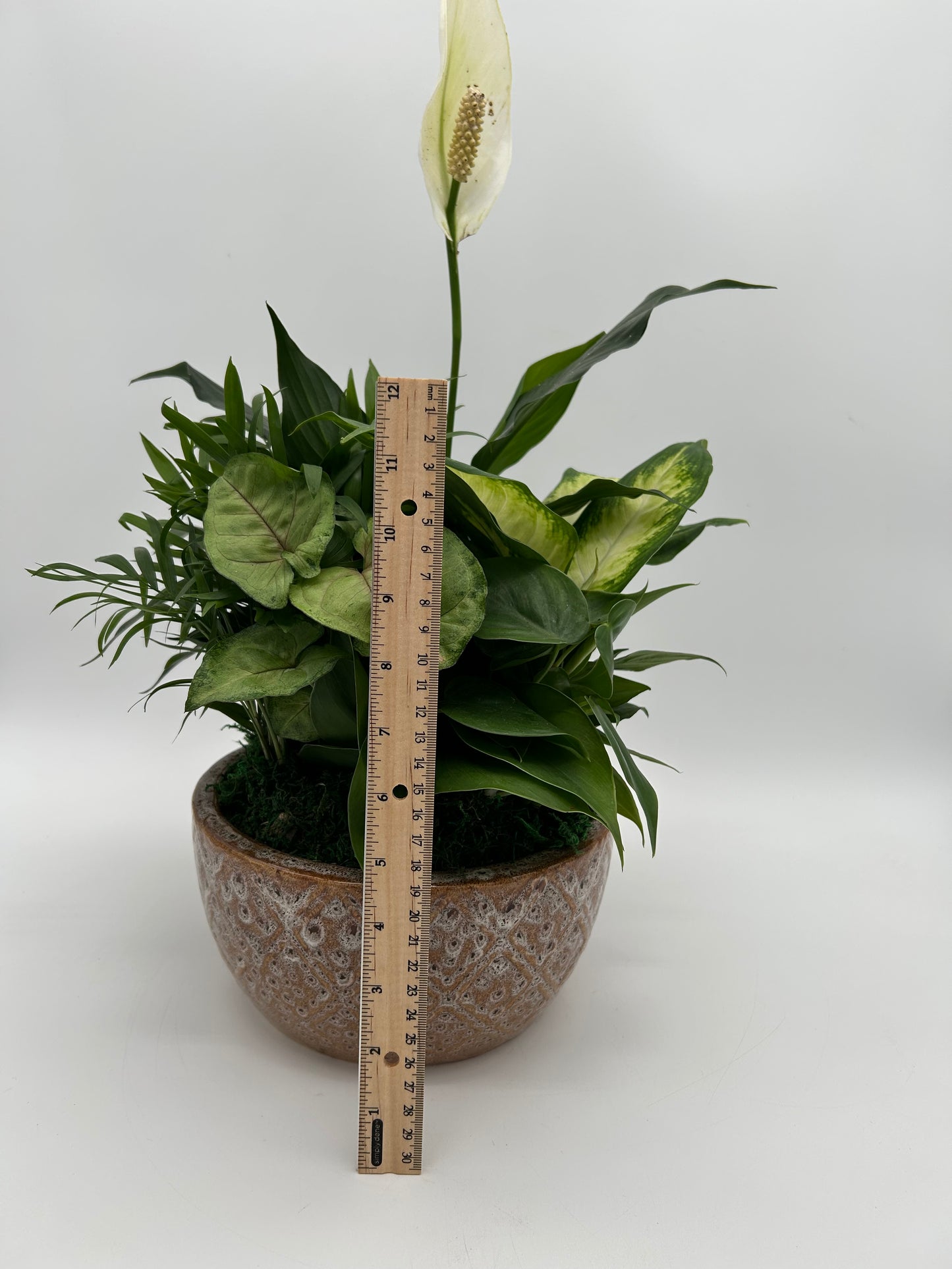 8" Dish Garden - Ceramic