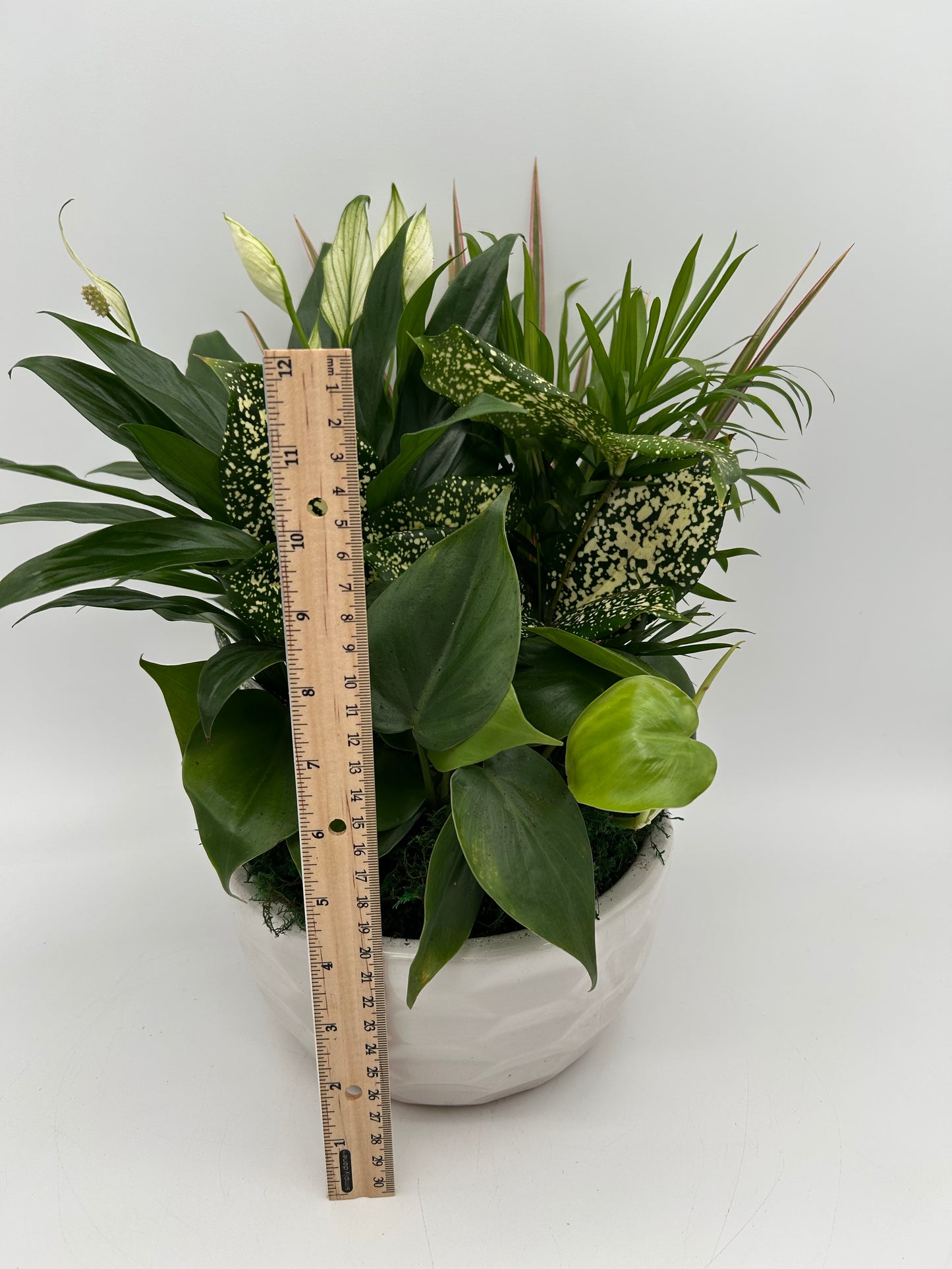 8" Dish Garden - Ceramic