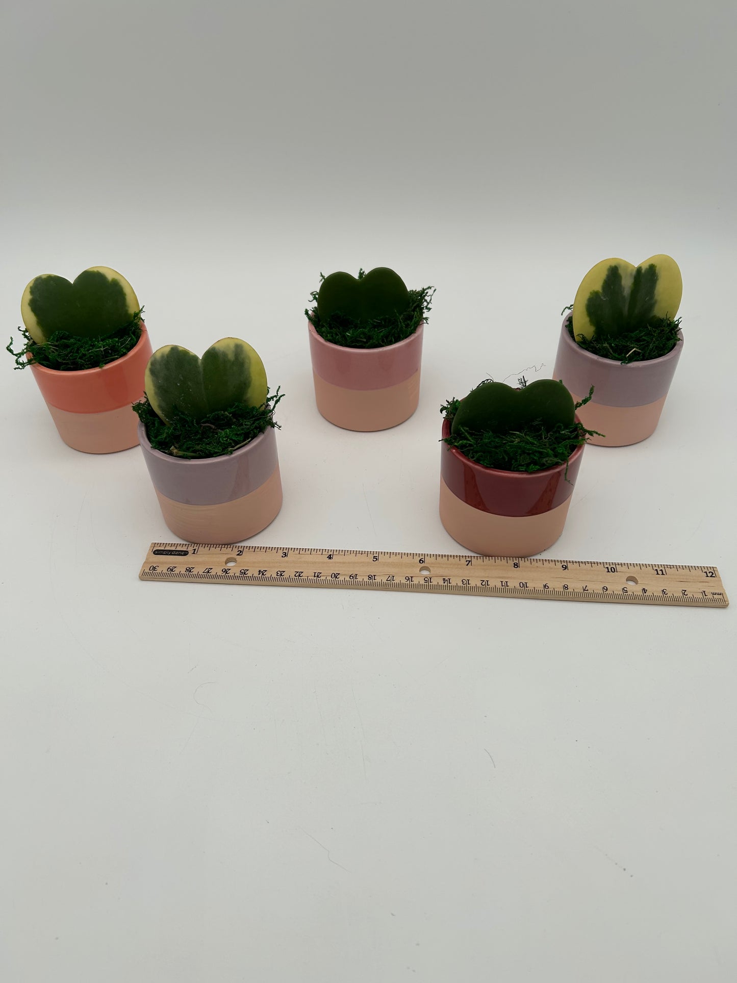 3" Mini Hoya Heart Ceramic