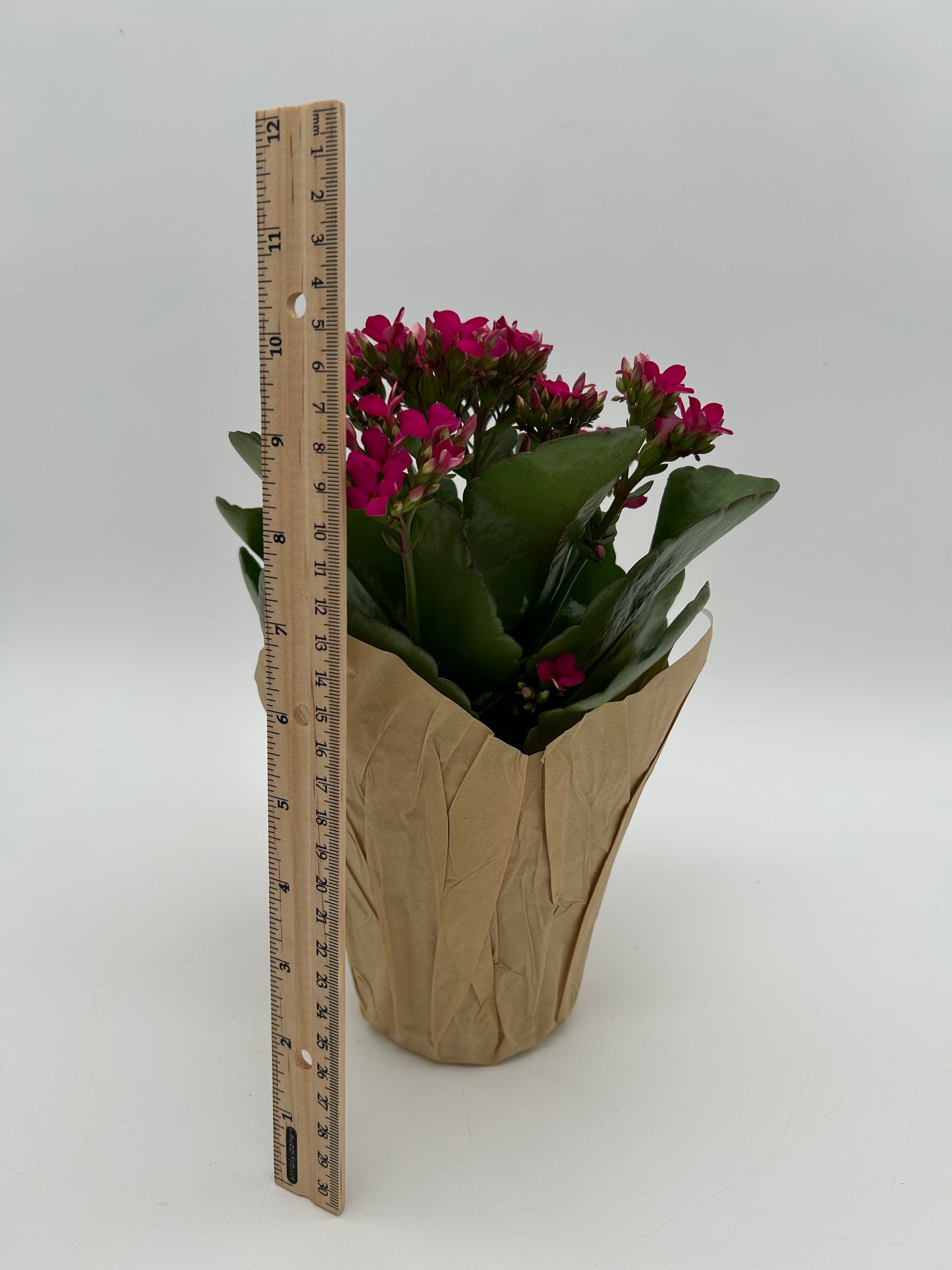 4"Kalanchoe-Pink