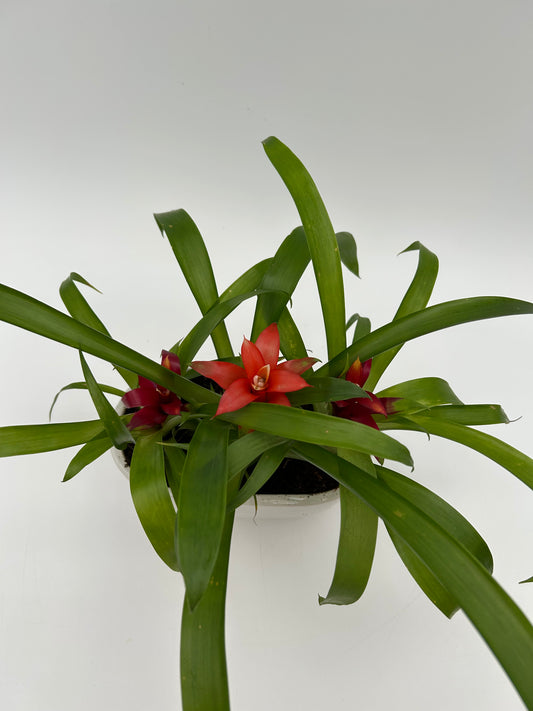 Bromeliad Garden - Oval Ceramic