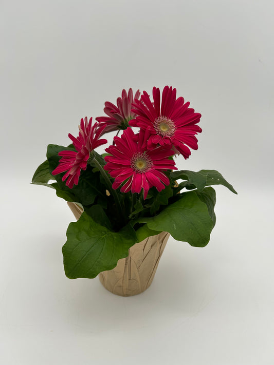 4"Gerbera Daisy -Bright Pink