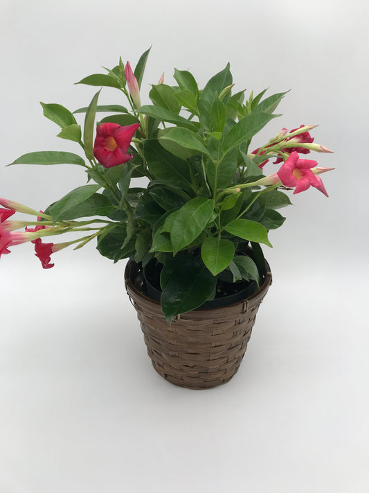 6” Dipladenia
