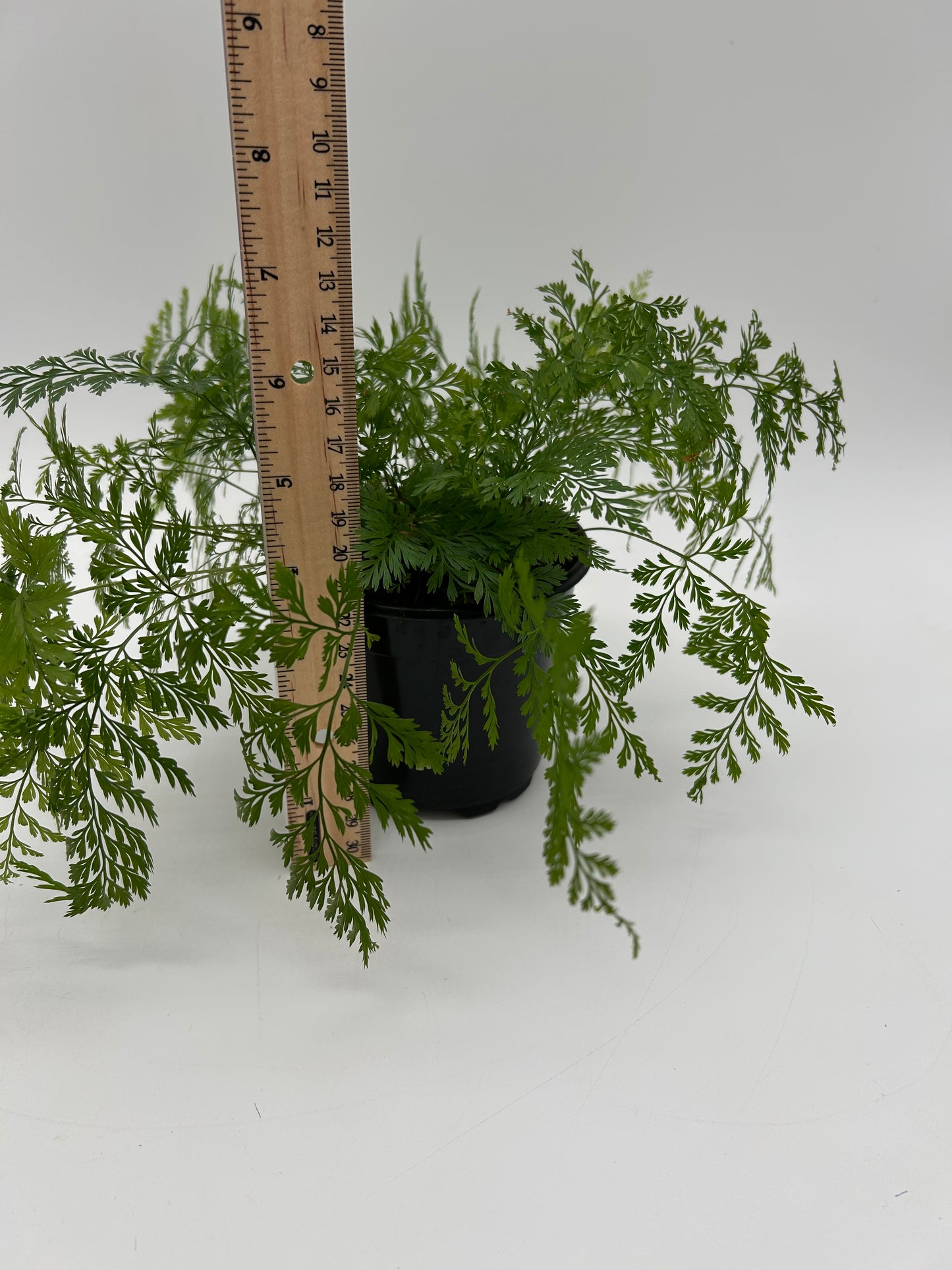 4" Rabbit Foot Fern
