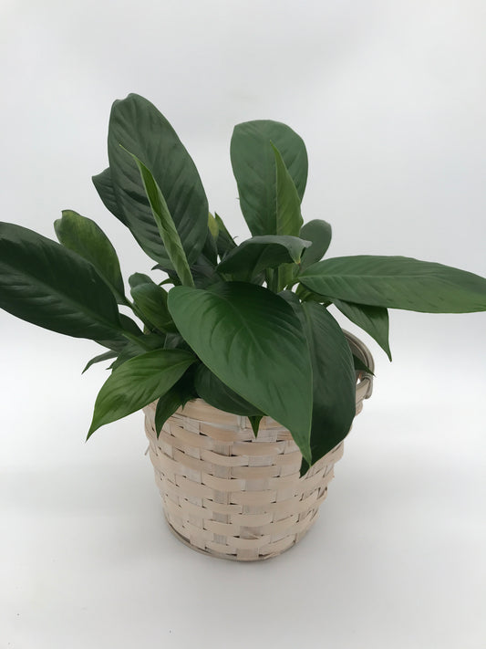 5" Peace Lily