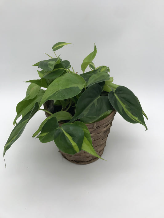 6" Brazil Pothos