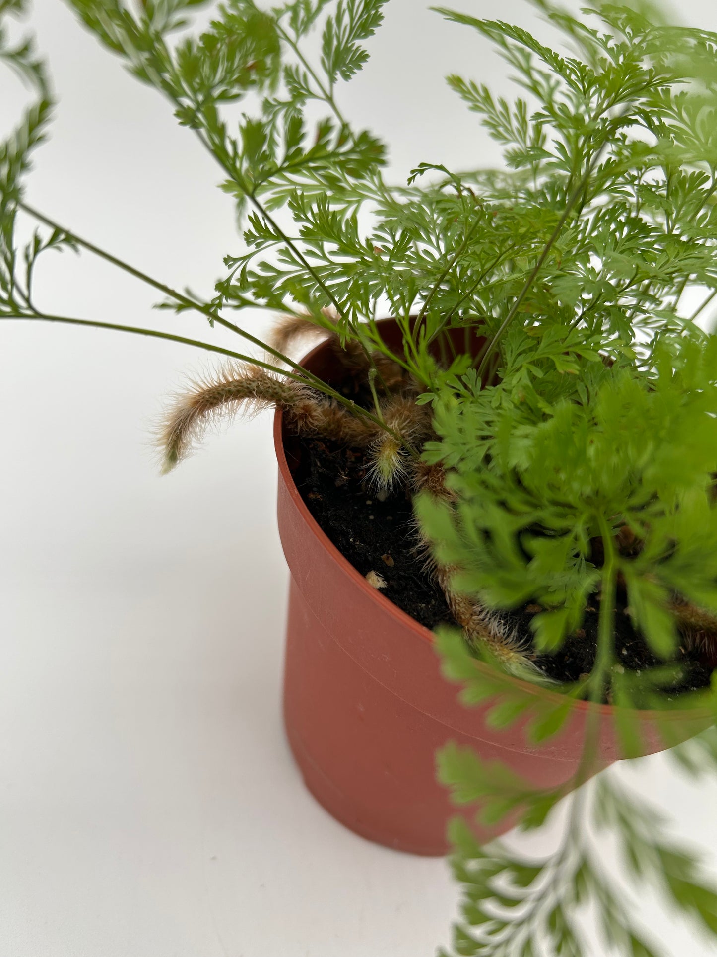 4" Rabbit Foot Fern