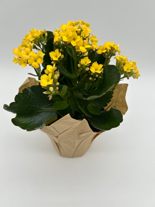 4"Kalanchoe-Yellow