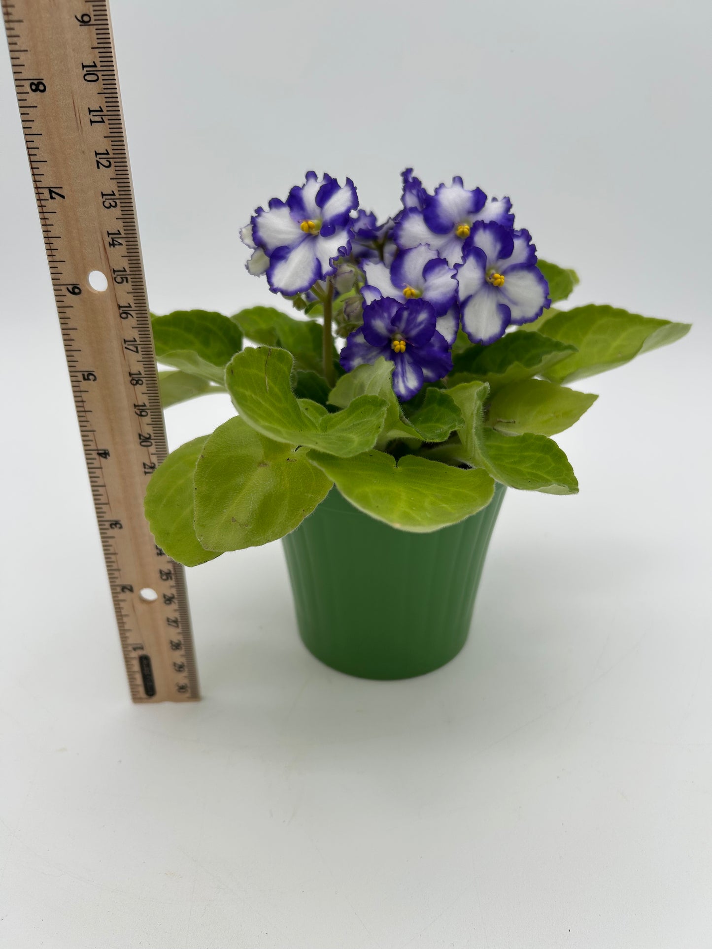 African Violet- White with Purple Edges