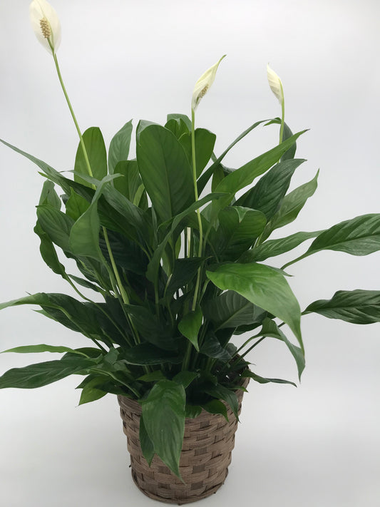 6" Peace Lily