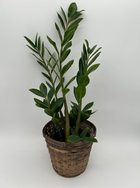 6" ZZ Plant