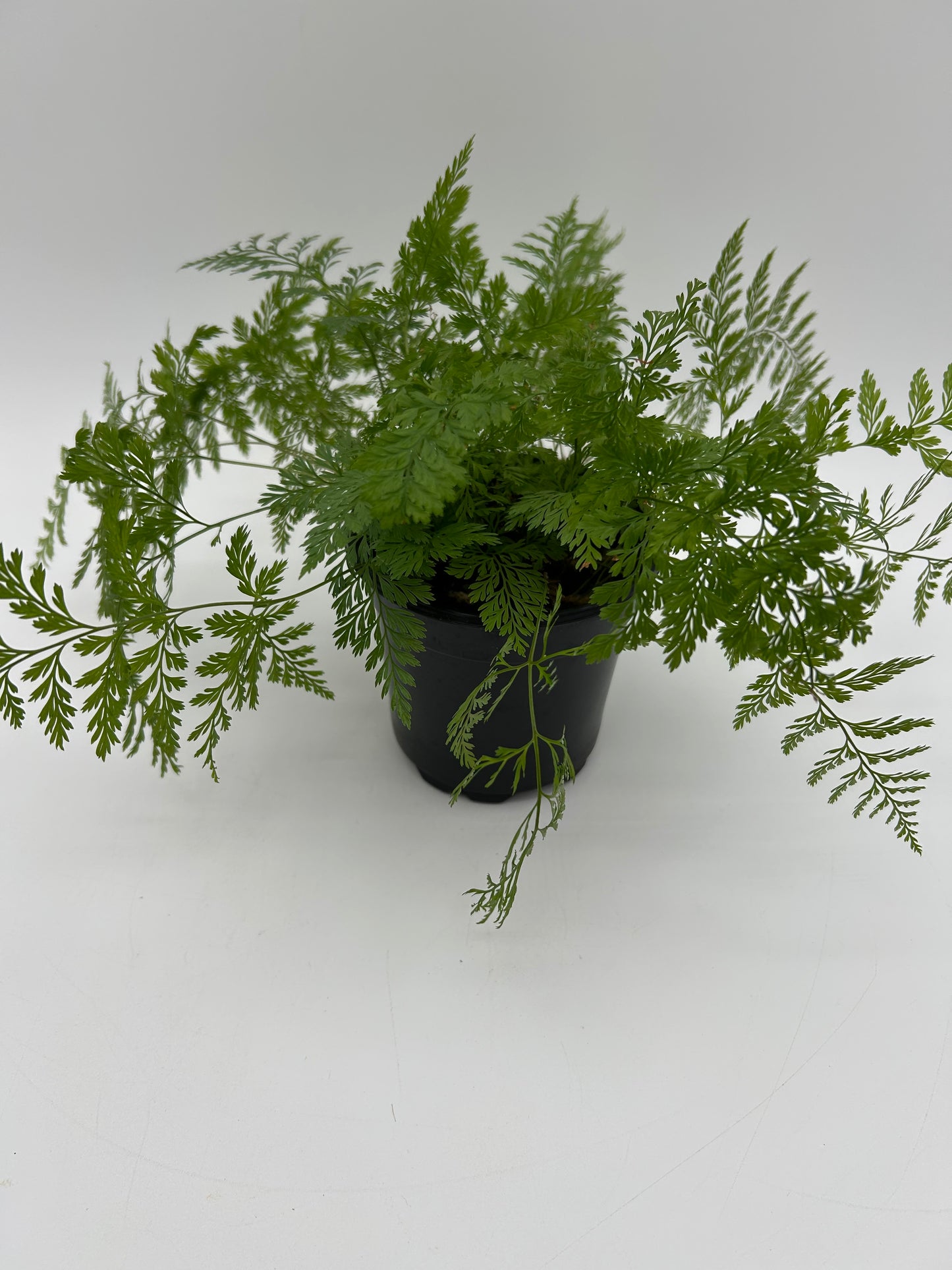 4" Rabbit Foot Fern