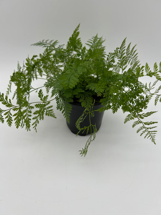 4" Rabbit Foot Fern